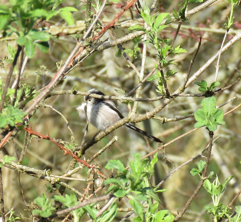 Long tailed Tit 